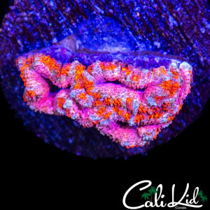 ULTRA PINK ACAN TRIPLE