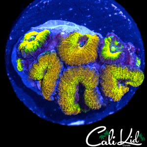 GOLD BAR ACAN MINI COLONY