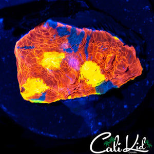 ULTIMATE RAINBOW CHALICE FRAG