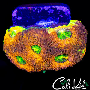 RAINBOW RIM ECHINATA