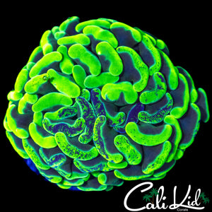 SUPER BRIGHT SPLATTER HAMMER