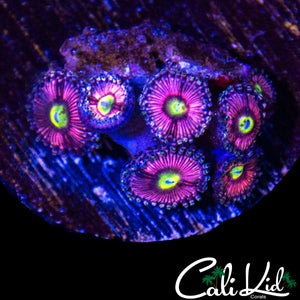 HYPER PINK ZOA MINI COLONY