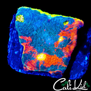 RARE BLUE BASE RAINBOW CHALICE