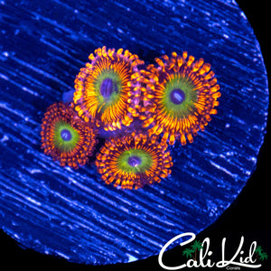 CANDY APPLE RED ZOA QUAD