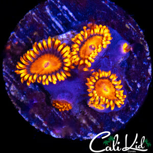 ULTRA ZOA QUAD