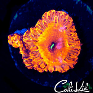 PURPLE MOUTH INDO BLASTO DOUBLE