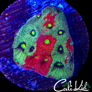 RED PATTERN FAVIA