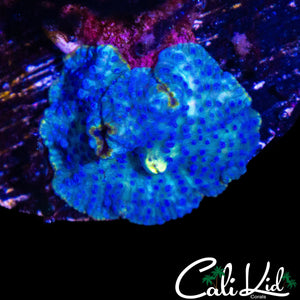 YELLOW MOUTH DISCO MUSHROOM