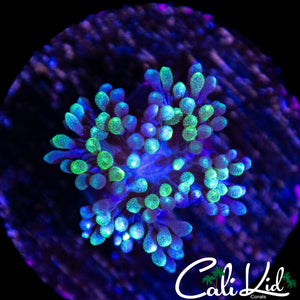 MYSTERY CORAL