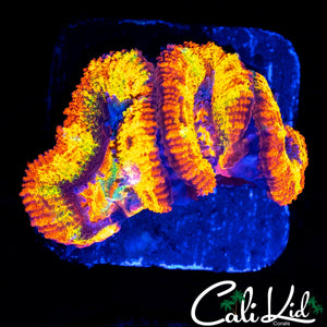 CK ABERRAMA GOLD ACAN TRIPLE (NEW RELEASE)