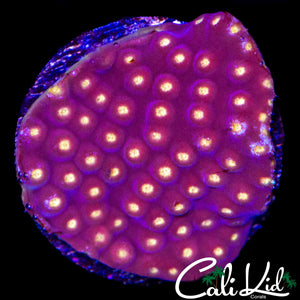 ULTRA PINK TURBINARIA