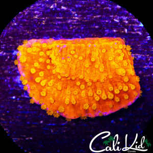 CK STARBURST MONTI
