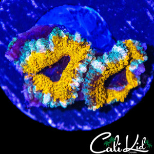 YELLOW ABYSS ACAN DOUBLE