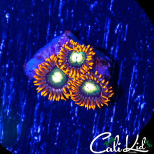 ULTRA ZOA TRIPLE