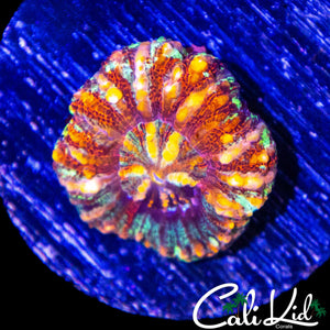 RAINBOW BUTTON SCOLY