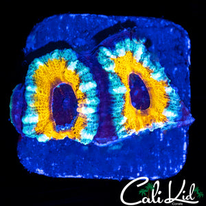 YELLOW ABYSS ACAN DOUBLE