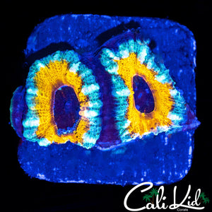 YELLOW ABYSS ACAN DOUBLE