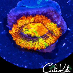 CK ABERRAMA GOLD ACAN (NEW RELEASE)