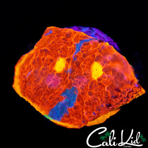 INDO RAINBOW CHALICE FRAG