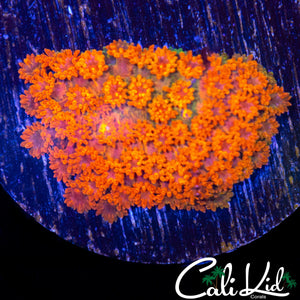 ULTIMATE RAINBOW GONI