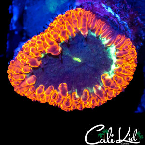 LARGE TRI COLOR INDO BLASTO