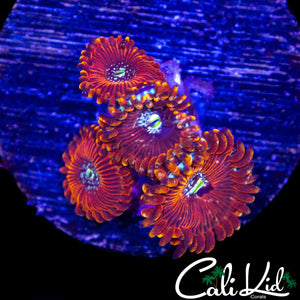 AGAVE TYPE ZOA QUAD
