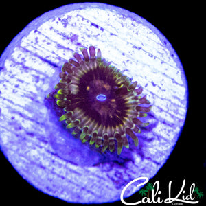 CK HELLRAZOR ZOA