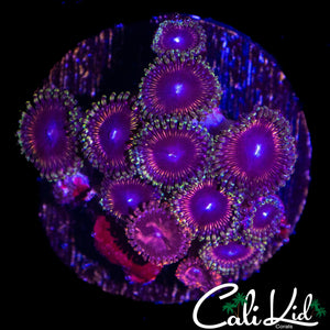 ASSORTED ZOA COLONY