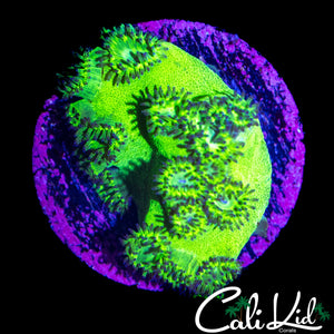 MYSTERY CORAL