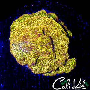 EGYPTIAN GOLD PSAMMACORA