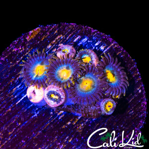 ASSORTED ZOA MINI COLONY