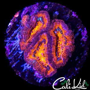 ULTRA ACAN TRIPLE