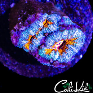 CK UNRELEASED ACAN DOUBLE