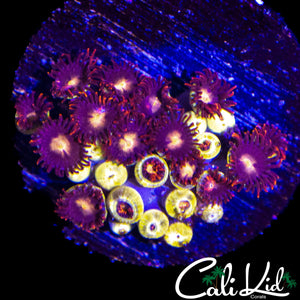 ASSORTED ZOA COLONY