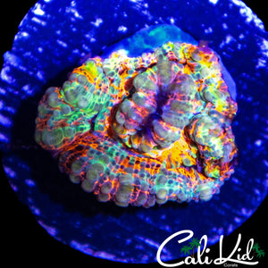 INSANE RAINBOW WILSONI