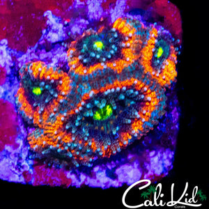 RAINBOW MICROMUSSA FRAG