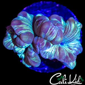 OG FOX CORAL