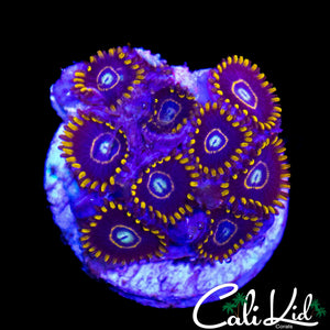 OG PURPLE HORNETS MINI COLONY