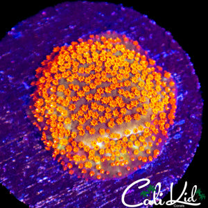 MYSTERY RAINBOW CORAL