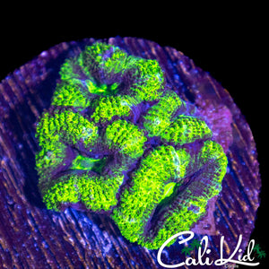 LEMON LIME ACAN QUAD