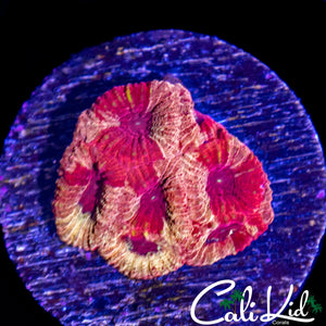 BEAUTIFUL PATTERN FAVIA