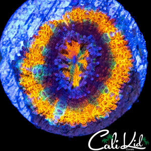 INSANE ONE OF ONE RAINBOW ACAN