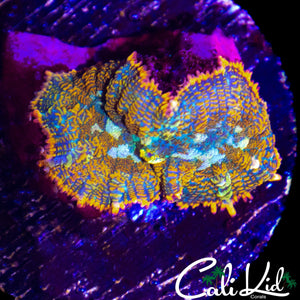 SPLITTING RAINBOW RHODACTIS