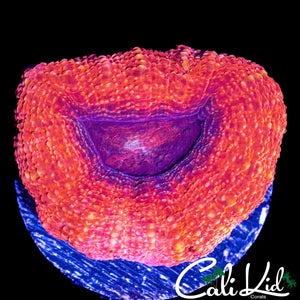 CHUNKY PEACH BOWERBANKI