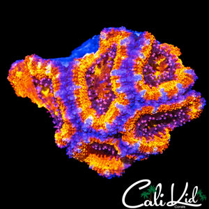 ULTRA ACAN MINI COLONY