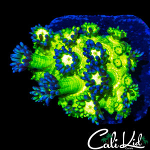 SUPER BRIGHT GLITTER TYPE GONI