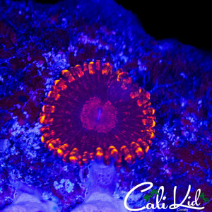 FLAMIN MOHICAN ZOA MORPH