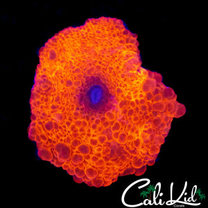 SUPER BUBBLE JAWBREAKER BOUNCE MUSHROOM