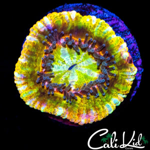 RARE RAINBOW ASIAN ACAN