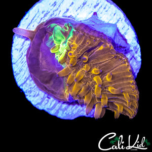 GRAFTED FUNGIA FRAG